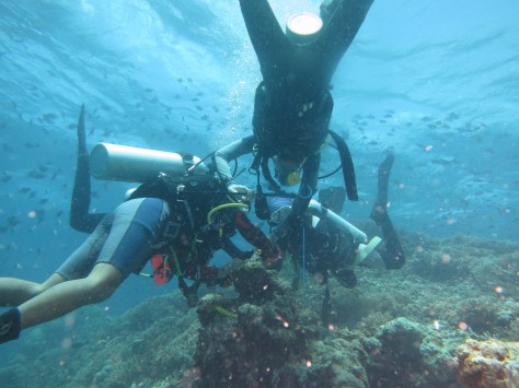 Wakatobi diving