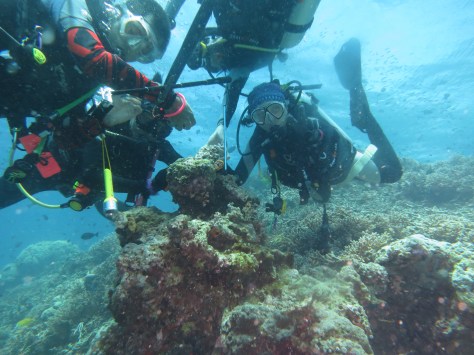 Wakatobi diving