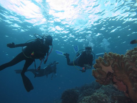 Wakatobi diving