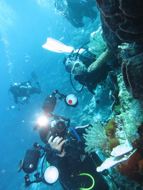 Wakatobi diving