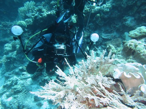 Wakatobi diving