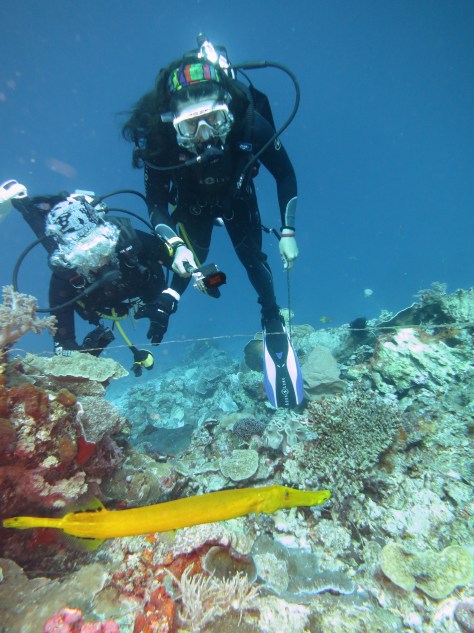 Wakatobi diving