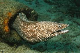 moray eel