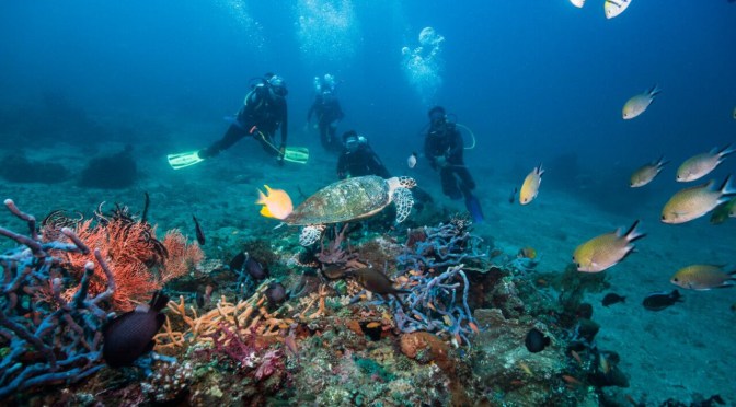 Liberty Wreck Ship, Bangkai Kapal yang Terbingkai Coral